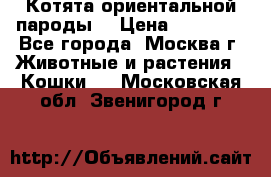 Котята ориентальной пароды  › Цена ­ 12 000 - Все города, Москва г. Животные и растения » Кошки   . Московская обл.,Звенигород г.